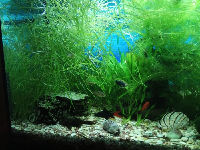 Погостемон октопус аквариумное