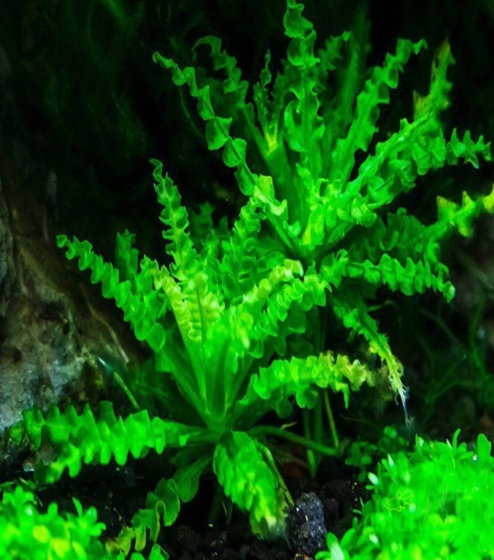 Погостемон хелфери