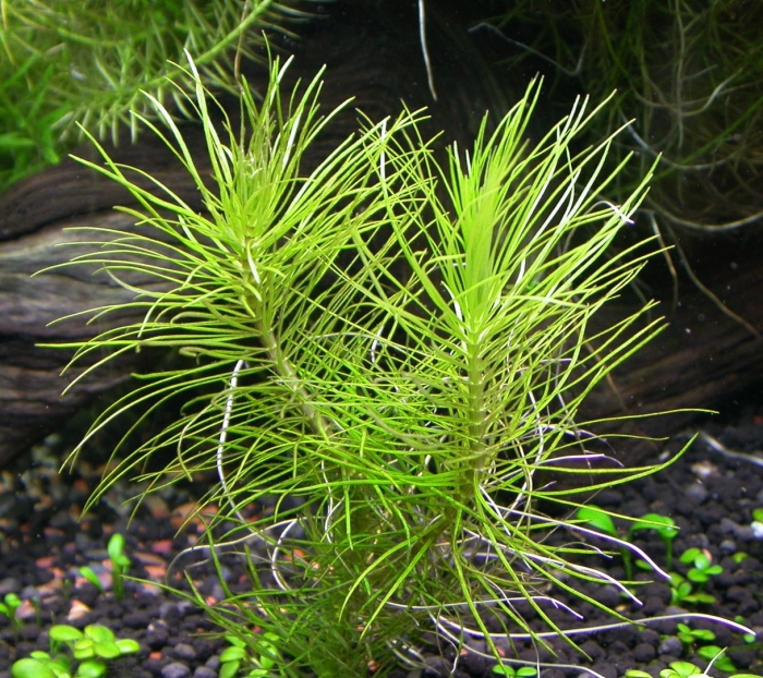 Погостемон октопус аквариумное растение