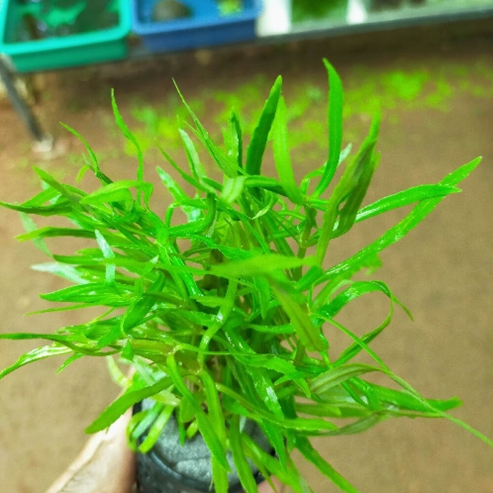 Рдест аквариумное растение