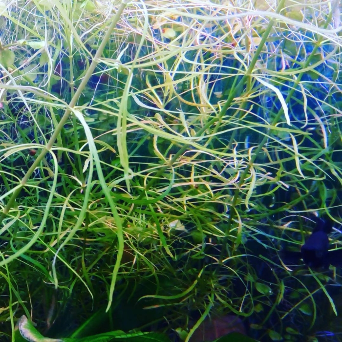 Погостемон кимберли аквариумное растение