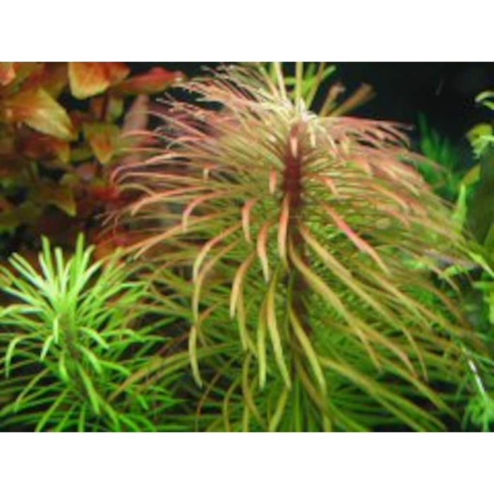 Эустералис звездчатый (eusteralis stellata)