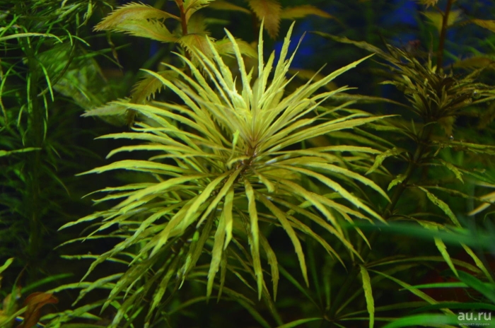 Погостемон стеллатус дассен