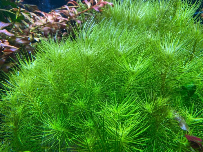 Лимнофила аквариумное растение