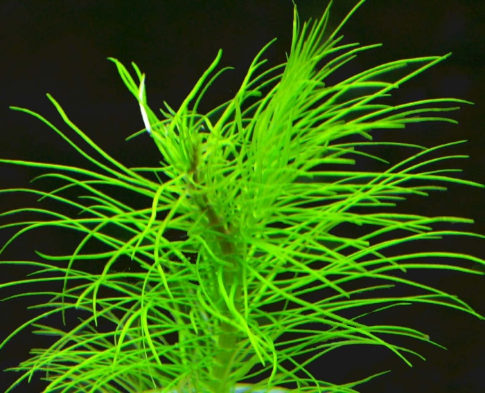 Аквариумное растение
