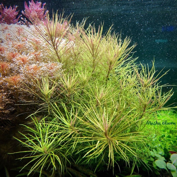 Погостемон октопус аквариумное растение