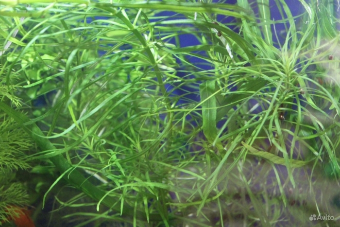 Погостемон октопус аквариумное