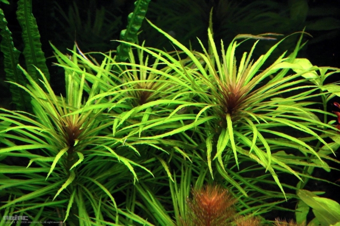 Погостемон стеллатус