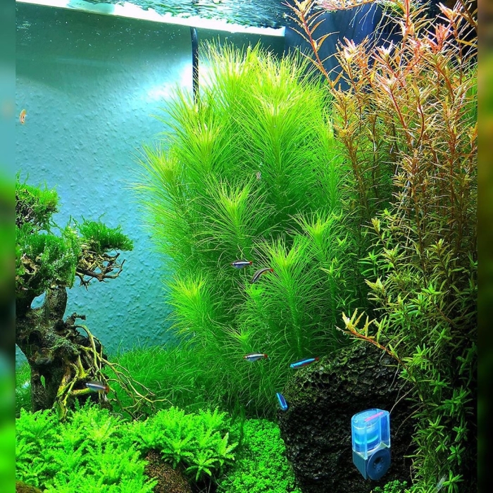 Погостемон эректус для аквариума