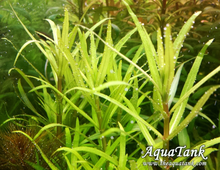 Погостемон ятабеанус