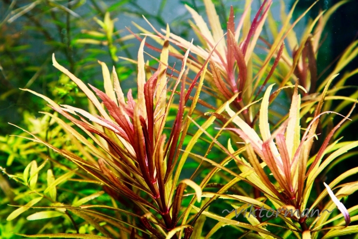 Погостемон кимберли