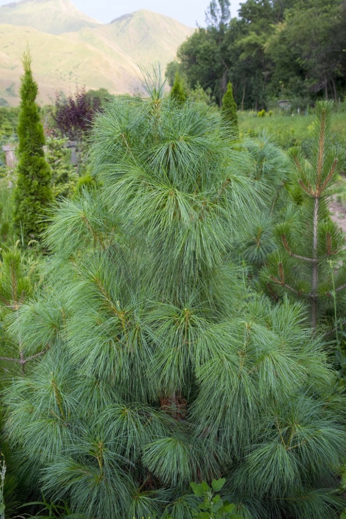 Сосна гималайская wallichiana