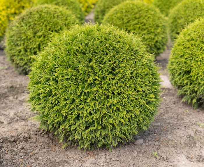 Туя шаровидная даника