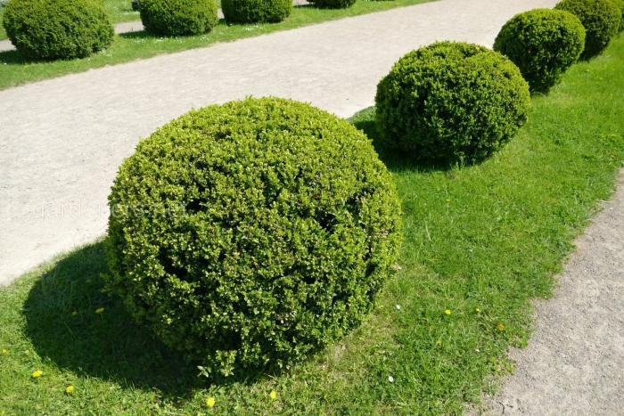 Вечнозеленый кустарник самшит