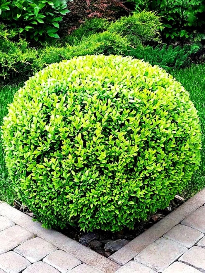 Самшит буксус