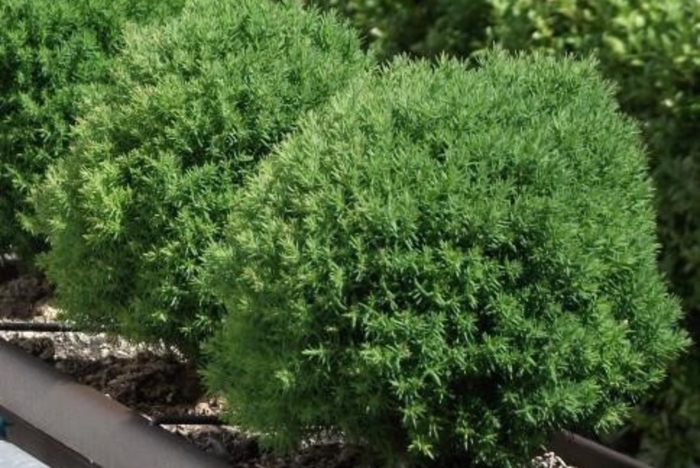 Туя западная тедди