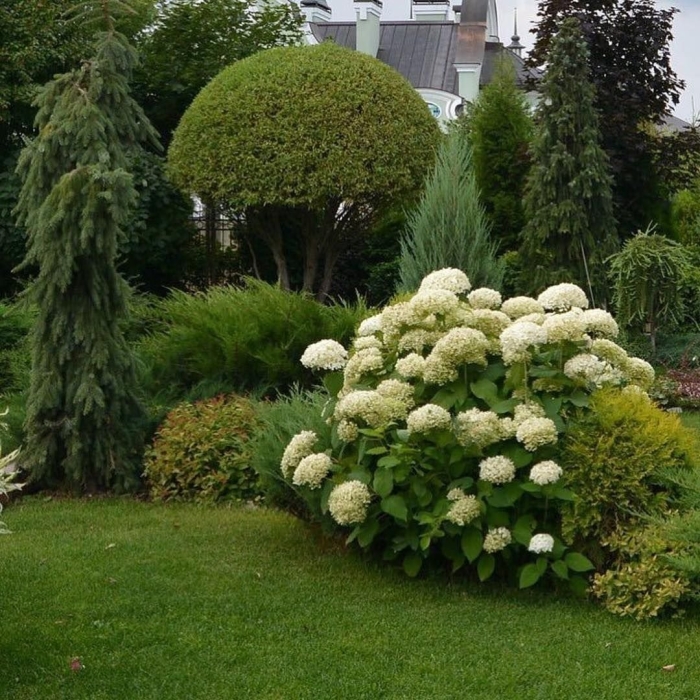 Гортензия анабель метельчатая