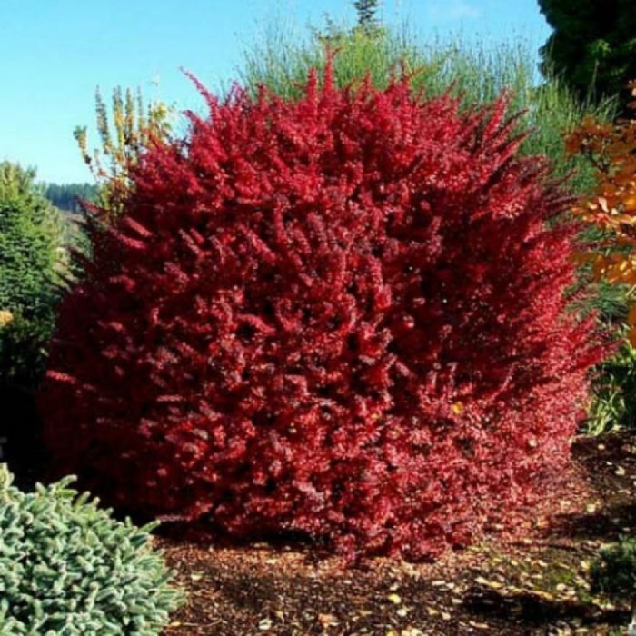 Барбарис тунберга ред рокет