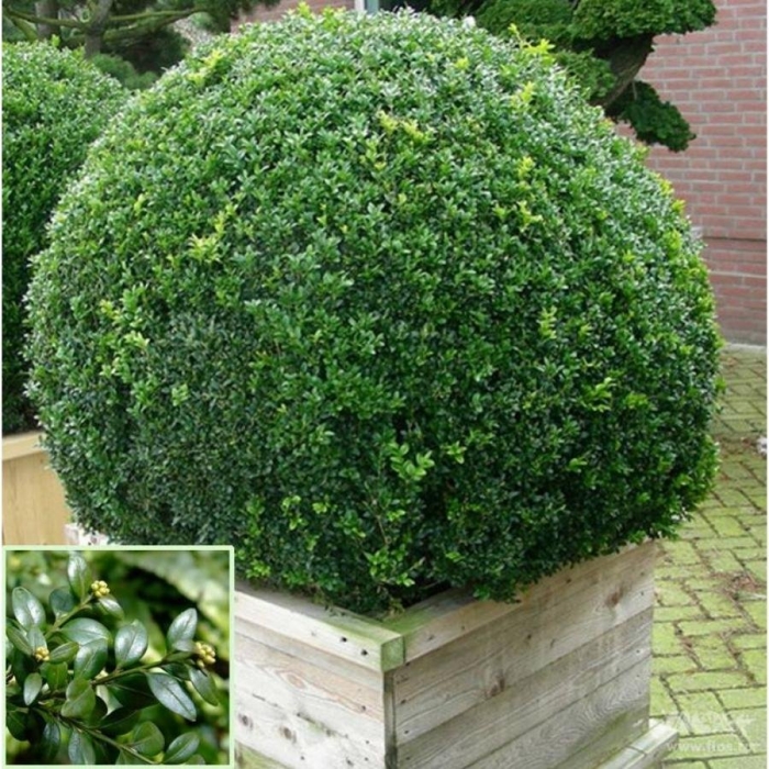 Вечнозеленый кустарник самшит