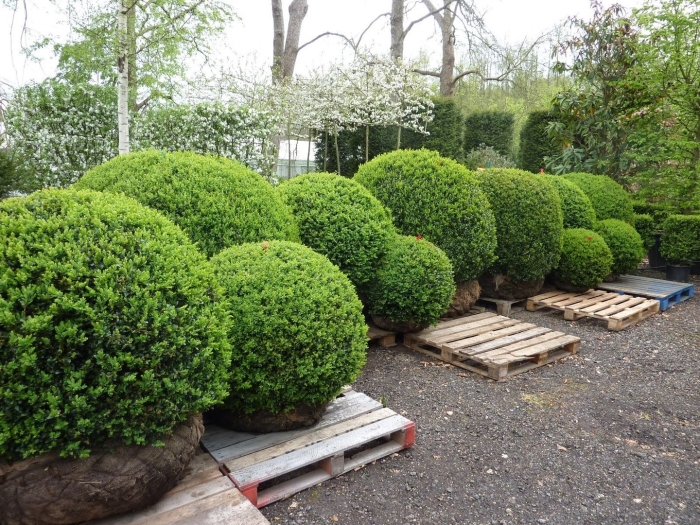 Туя шаровидная и самшит