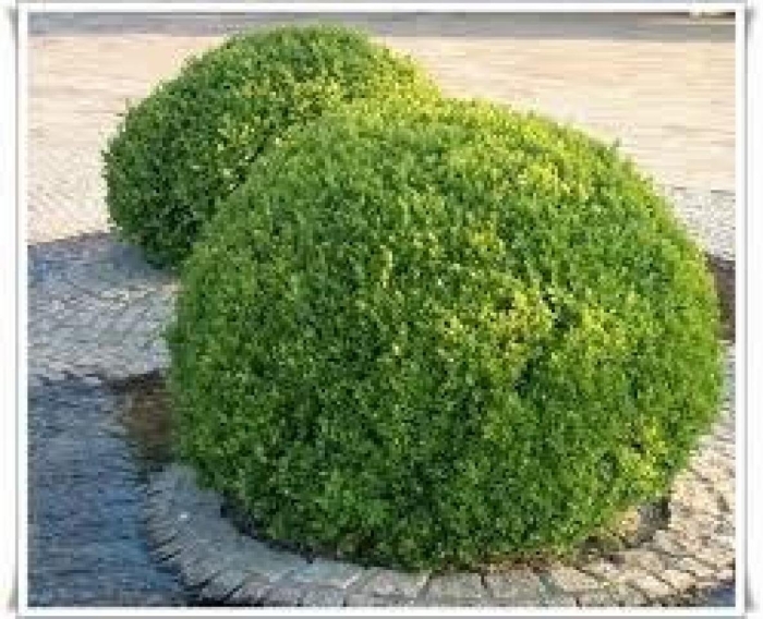 Самшит буксус