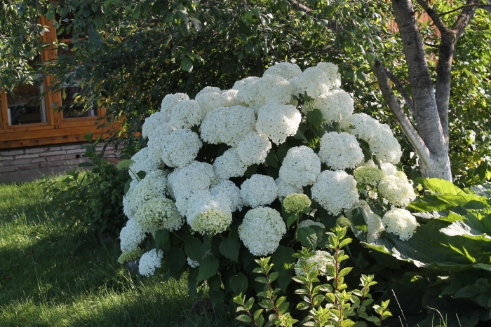 Гортензия древовидная стронг анабель