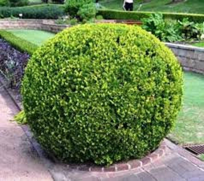 Самшит вечнозеленый