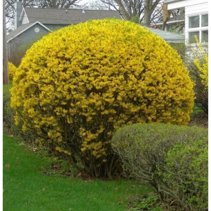 Кустарник форзиция