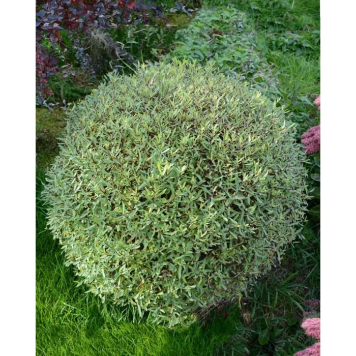 Ива декоративная низкорослая