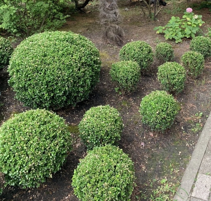 Вечнозелёные растения для сада