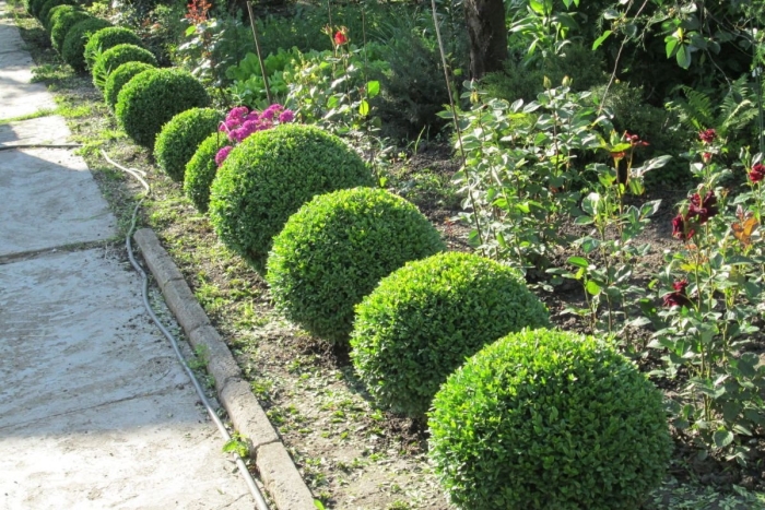 Самшит вечнозеленый rotundifolia