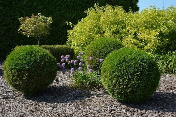 Туя шаровидная даника