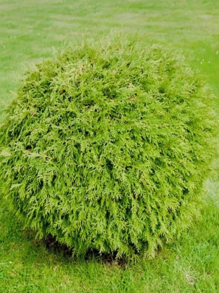 Туя западная глобоза