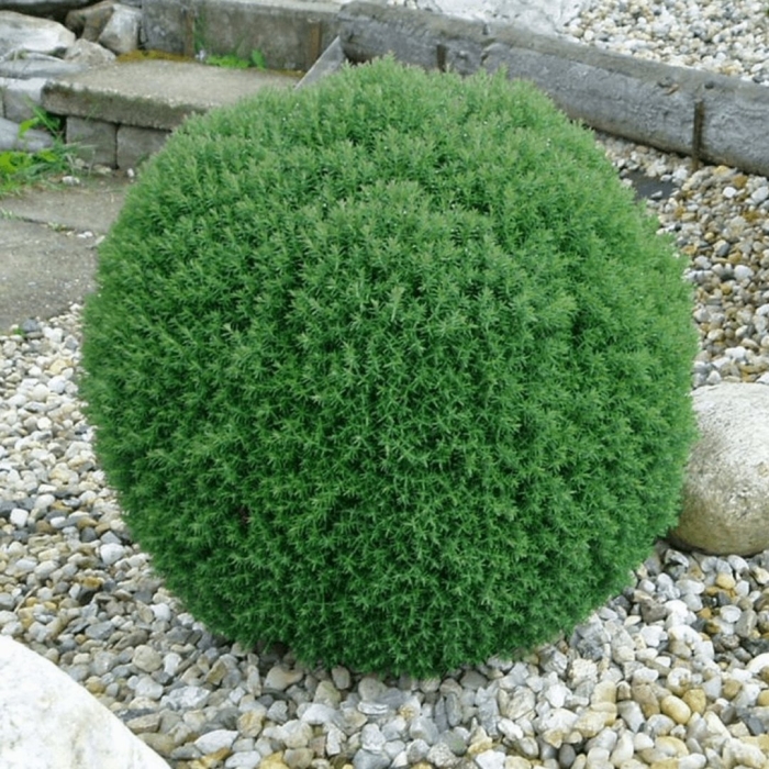 Туя шаровидная тедди