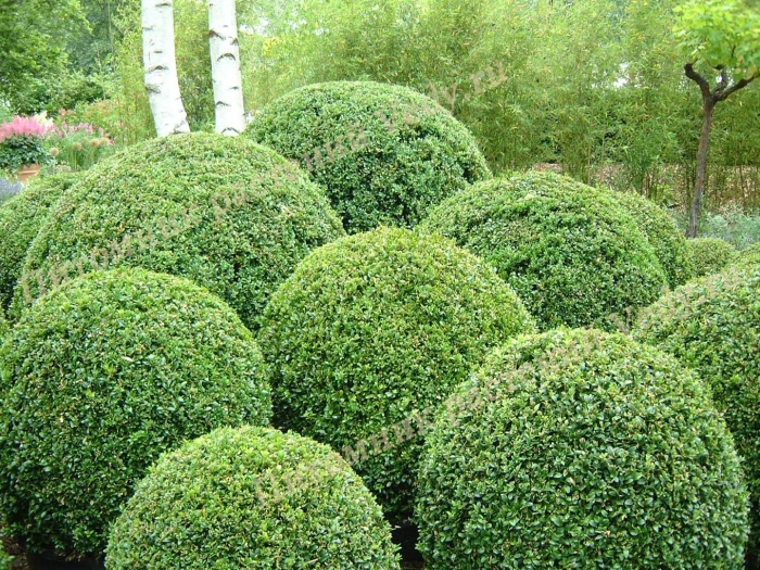 Buxus sempervirens