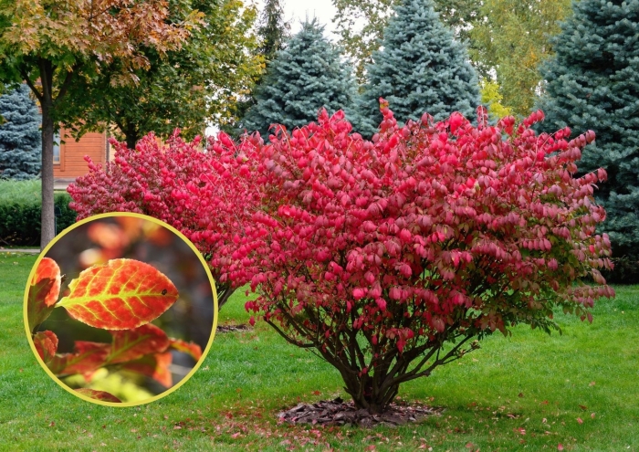 Бересклет крылатый компактус