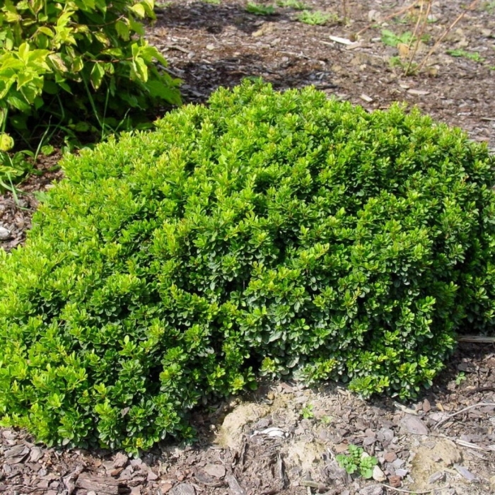 Барбарис тунберга кобольд