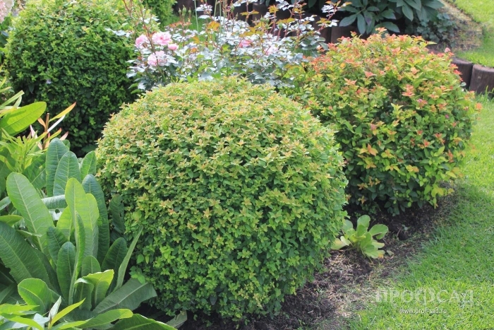 Спирея шаровидная