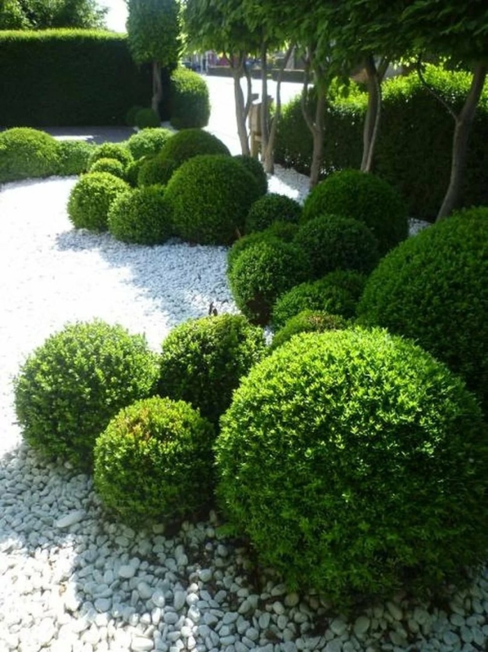 Самшит в ландшафтном дизайне