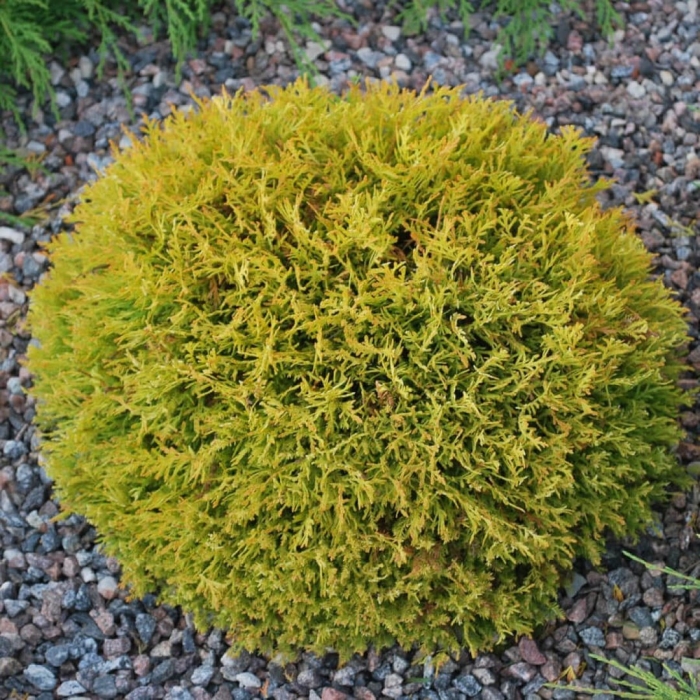 Туя западная даника ауреа