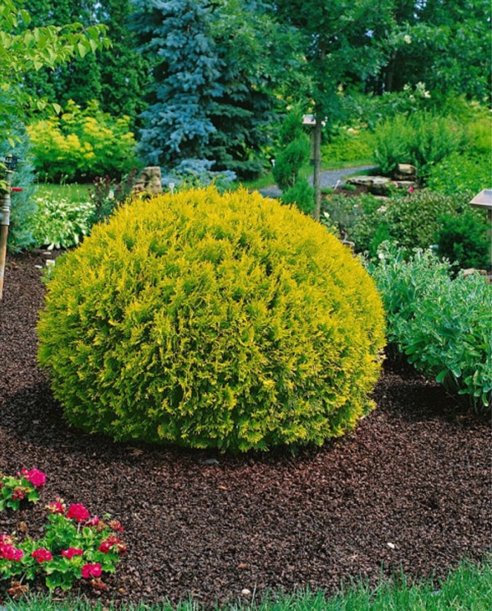 Туя западная голден глоб