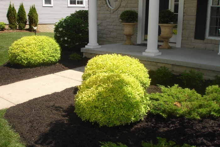 Спирея голдмаунд