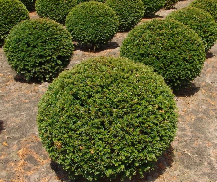 Тисс ягодный