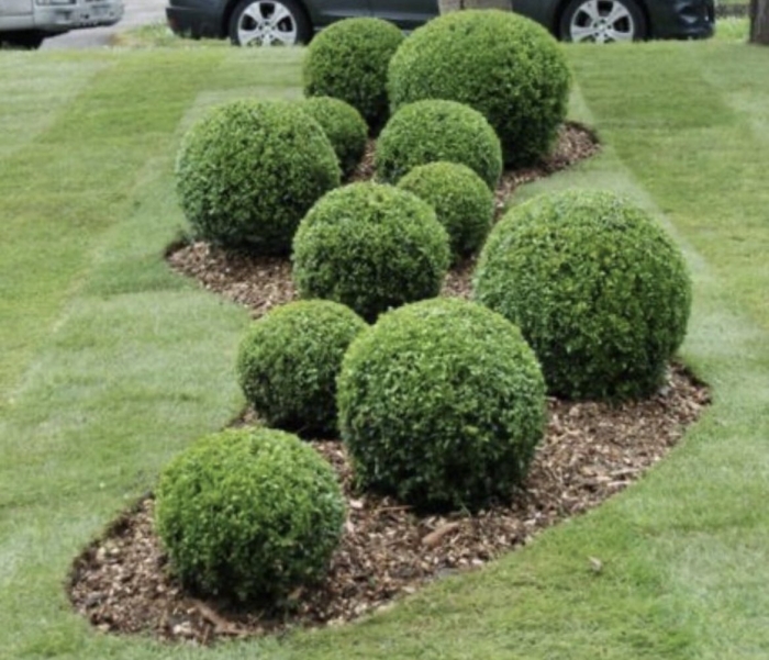 Самшит вечнозеленый шаровидный