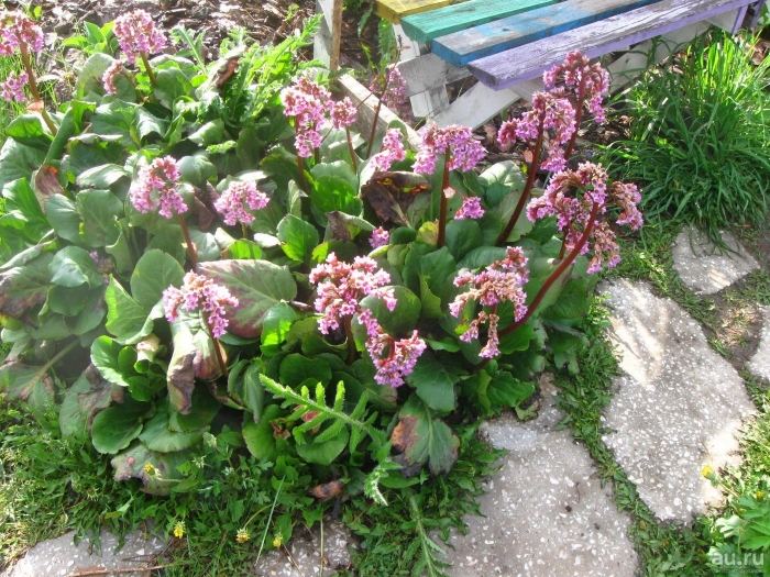 Bergenia cordifolia