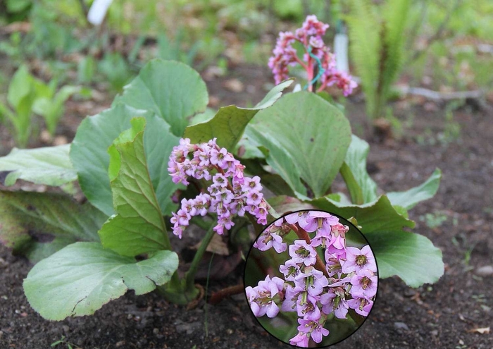 Бадан толстолистный