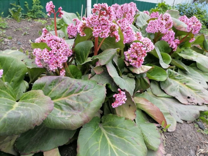 Bergenia crassifolia