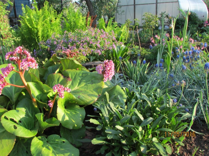 Бадан и хоста