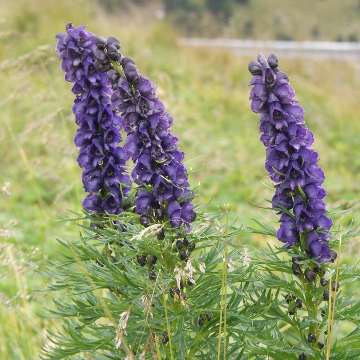 Aconitum septentrionale