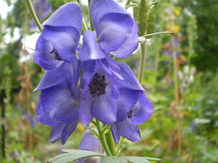 Аконит кармихеля арендси